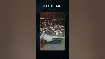 Mushroom Dryer