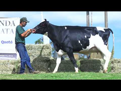 LOTE 48 DELETOPI DÂNIA 421 RUBELS