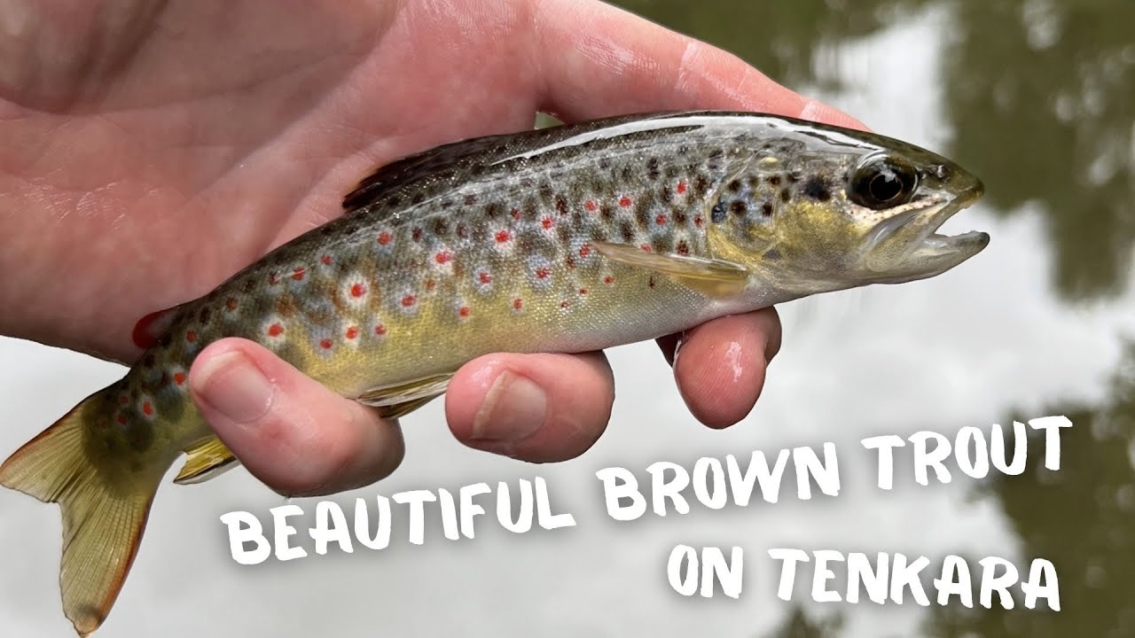 Tenkara fishing for brown trout before jetting off to Spain YouTube