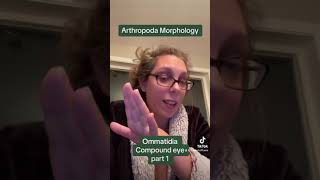 Ommatidia - Introduction - part 1