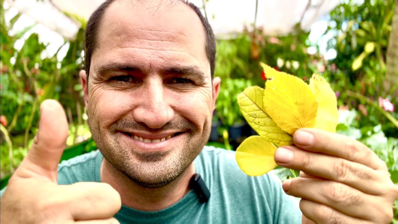 FOLHA AMARELANDO? COMO RESOLVER