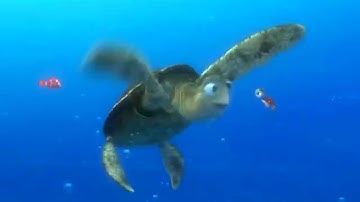 Qué gran onda chiqui! (Tortuga Crush)