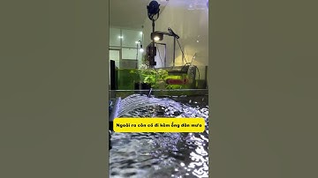 Nước Bể Cá Luôn Trong Vắt Với Lọc Váng Cherlam #becathuysinh #thuysinh #locbeca