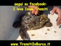 Isole Tremiti tartaruga caretta caretta