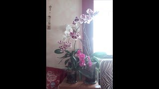 Орхидеи: Жить или не жить решает только орхидея.