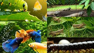 The Most Bizarre Animals Ever Caught on Camera