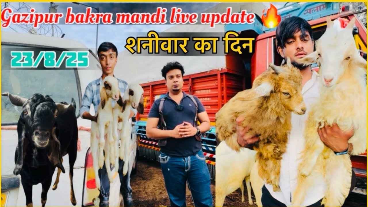 Dehli Gazipur bakra mandi mai bhot maal aya hai ❤️ live update शनीवार 🔥 23/8/25 SF_Ansari_Goatfarm