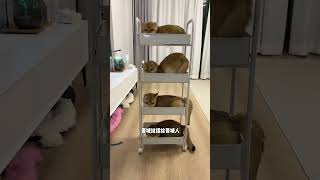 【牛奶是只猫】晋城的猫猫