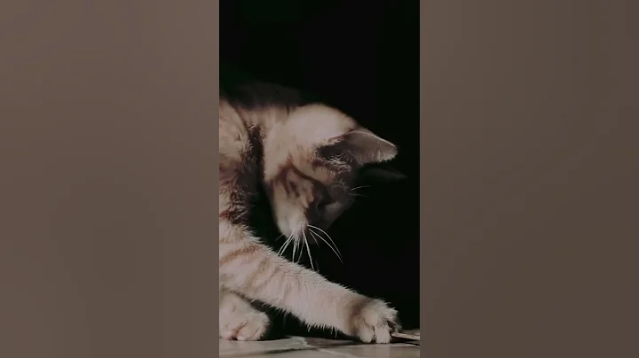 Watch the video about Burmese Cat Breed || Color || Facts || #cute #cuteanimals #american #unitedstates Cute Cat Video