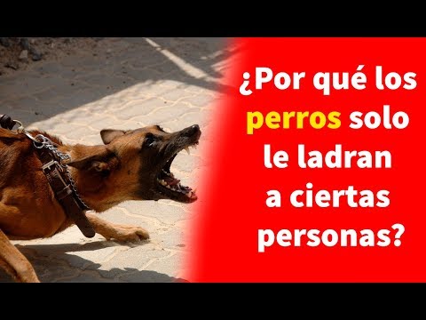 Video: Por Qué Algunas Personas Se Atan A Los Perros