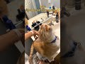 Cat mawing funny moment 😂#funny #cat #shortsfeed