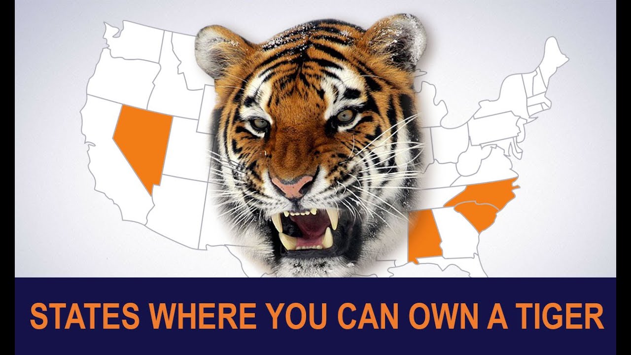 All The States Where You Can Own A Man-Eating Tiger | 1001 THINGS - YouTube