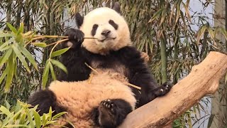 #미공개 포함_25.2.1(토) 1부: 루이 나무 위 먹방+ 루이, 후이 낮잠, 