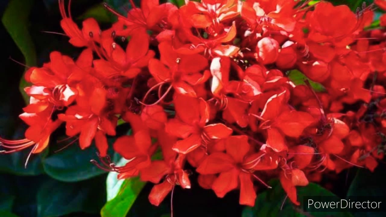 Flaming Glory Vine ko cutting Se Kaise lagaen,