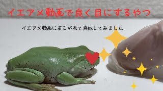 イエアメガエル　動画でよく見るやつ