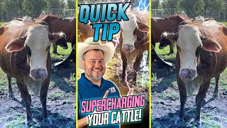 QUICK TIP - Supercharging Your Cattle! - Providing Mineral Supplements for Your Cattle - #Shorts