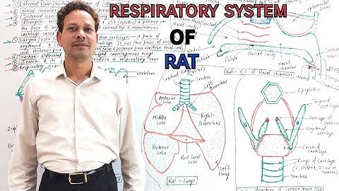 Respiratory/ Pulmonary System of Rat | For IAS,NEET,GATE,NET and BSc