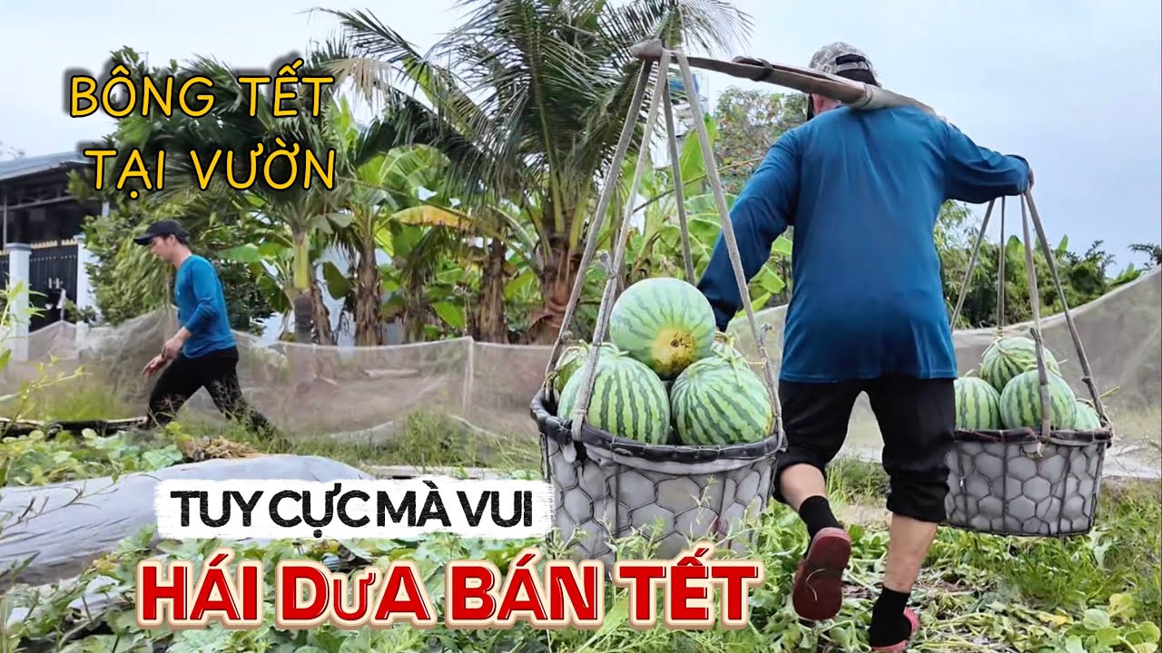 Bà Con Hái Dưa Bán Tết Cuối Năm | Một Ngày Giáp Tết Ở Quê, Không Khí Mua Bán Bông Tết Tại Vườn.