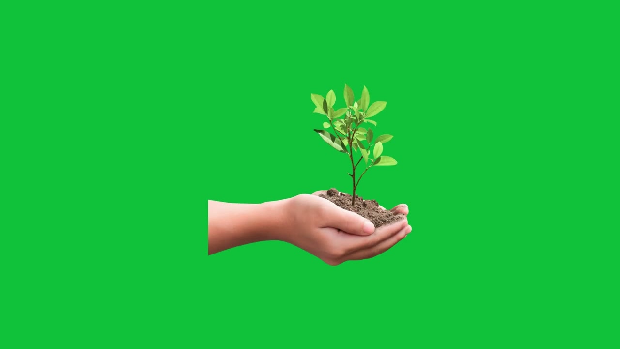 Hand Holding Small Plant | Green Screen Animation | Growth & Nature PNG Clip