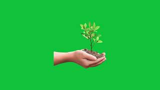 Hand Holding Small Plant | Green Screen Animation | Growth & Nature PNG Clip screenshot 5