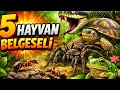 Doğanın En İlginç 5 Hayvanı | Yılan, Kurbağa, Karınca, Örümcek ve Kaplumbağa Belgeseli