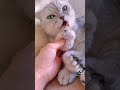 猫好きのハムスターが可愛すぎる、、