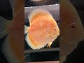 アルビノ・ゴールデン(Albino Golden)ディスカスサイズ:約14cm