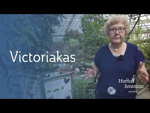 Rondleiding door de Victoriakas | Carla Teune | Hortus botanicus Leiden