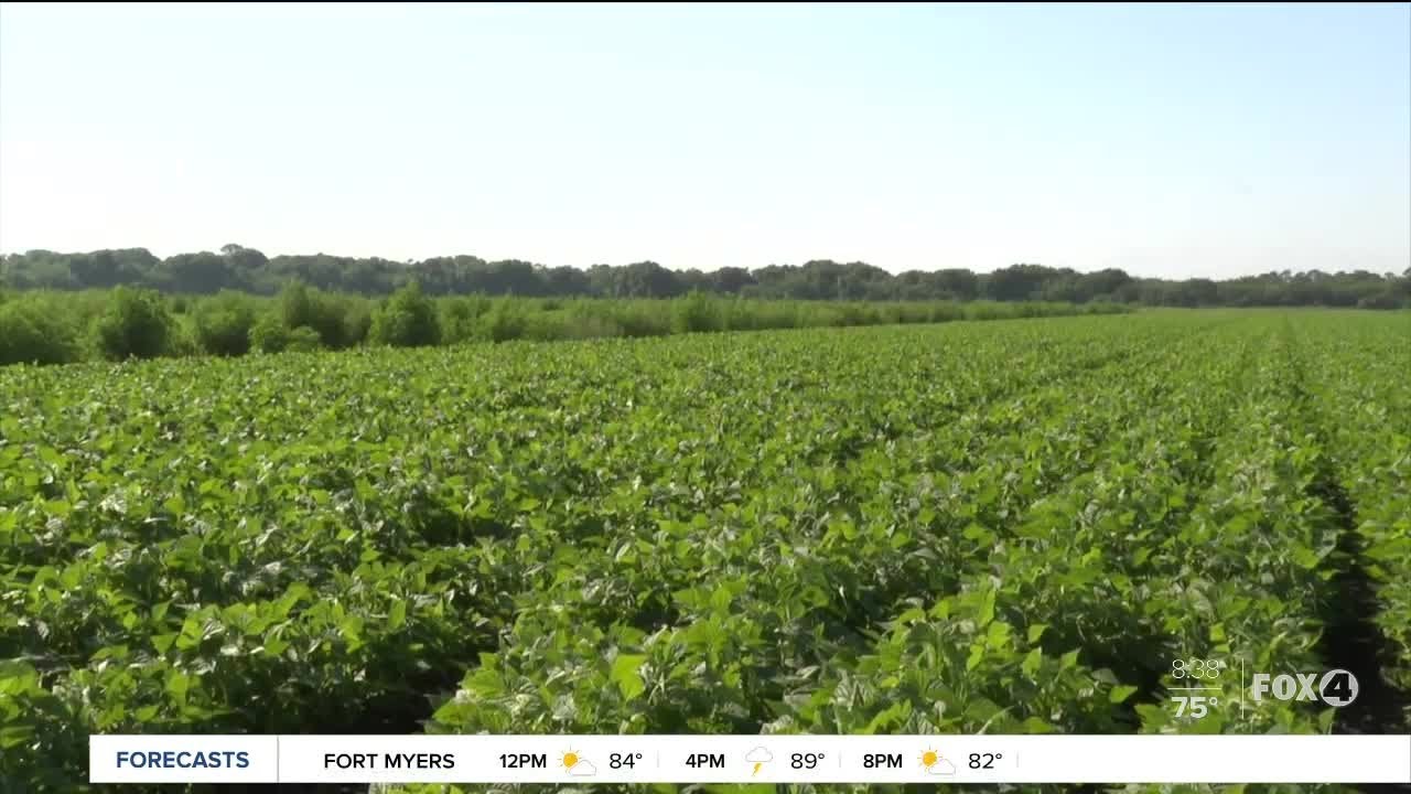 Funding for Florida Farmers available YouTube