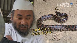 한 가정집에 사는 구렁이?! 아저씨랑 장난도 치고 같이 대화도 함 ㅋㅋㅣKBS 환경스페셜 211111 방송