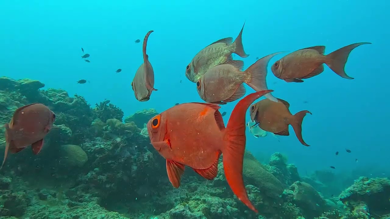 22 12 14 Thailande Similan KohTachai