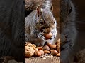 Squirrel Goes Nuts 🐿️🥜 Extreme Crunch ASMR