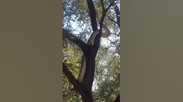 Rock Python climbing a tree