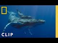 Witness a humpback whale birth caught on camera in hawaii  national geographic