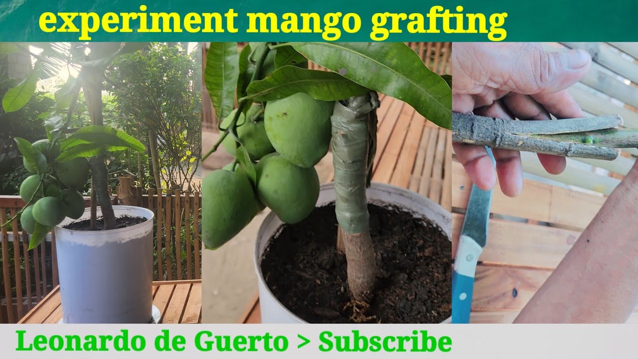 #leonardodeguerto #experiment || experiment grafting mango - YouTube