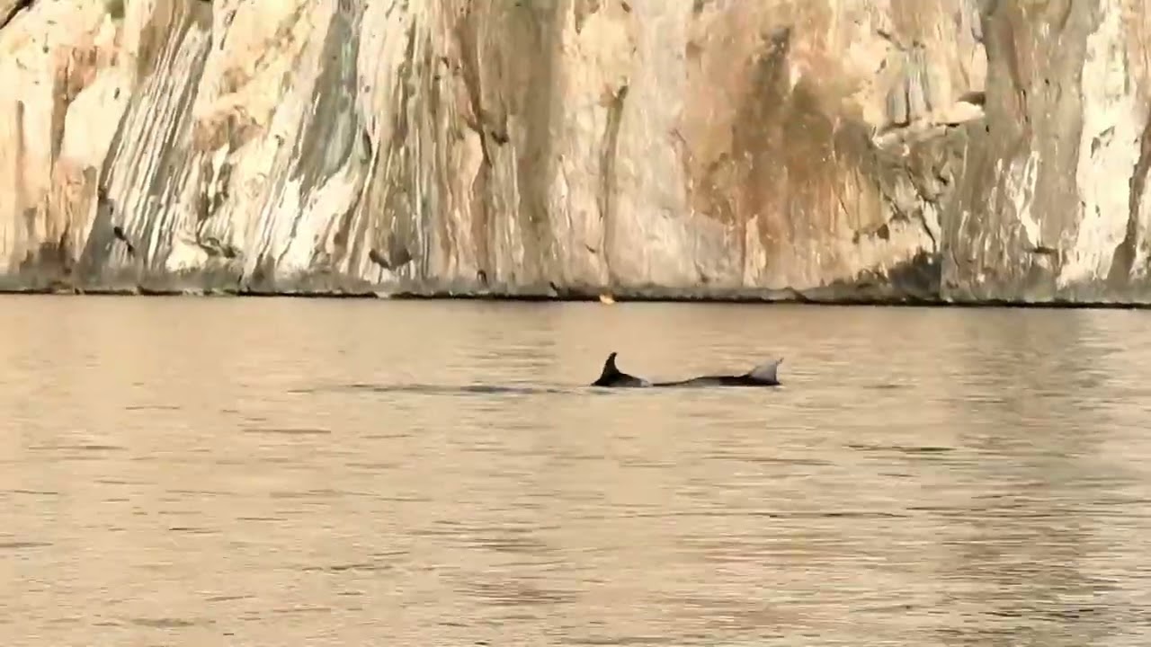 delfini sottocosta a Tavolara