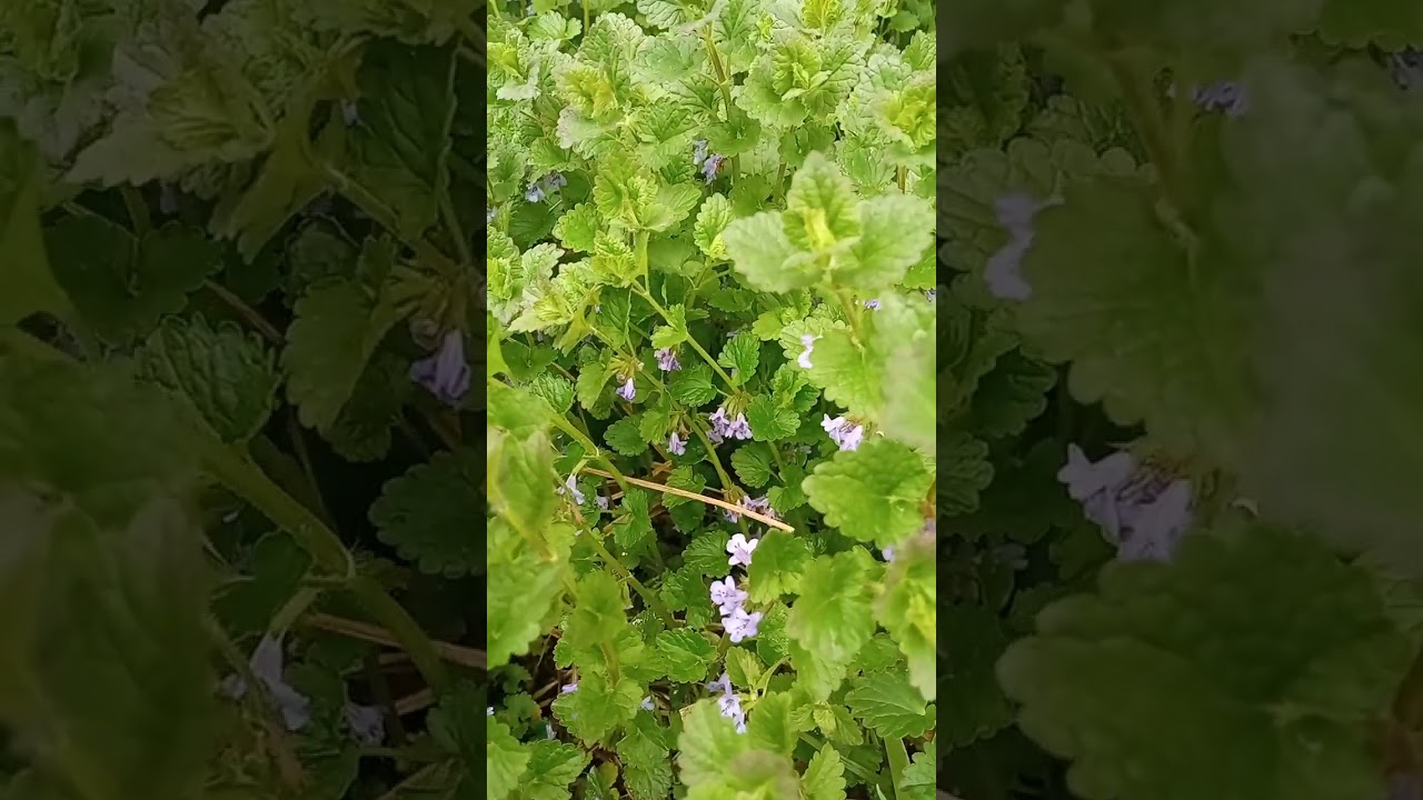 Glechoma hederacea