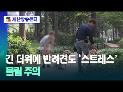 [Disaster & Safety Inside] Dogs Stressed by Prolonged Heat… Beware of Bites