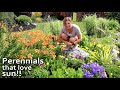 TOP 10 full sun perennials that get bigger and more beautiful each year! | My Carolina Garden