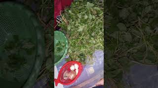 @Masalakitchen99_ofgicial#Ajj la vlog cholaiy ka Dagg bana rhy hai #youtubeshorts #fory #viralvideo