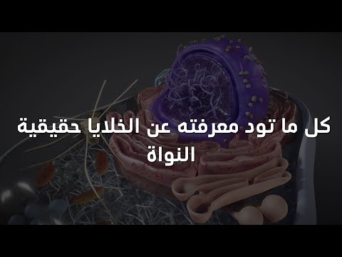 ماهي خلايا حقيقيات النواة
