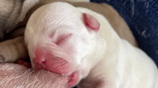 Miracle of Life: French Bulldog Puppies' First Hours ❤️