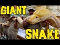 Measuring giant snakes without a snake attack