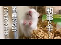執事と羊を聞き 間違えた主と ハムスターのやり取り…