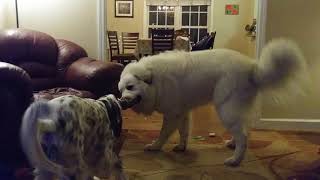 Great Pyrenees vs English Setter by Ace Disaster 347 views 6 years ago 2 minutes, 43 seconds