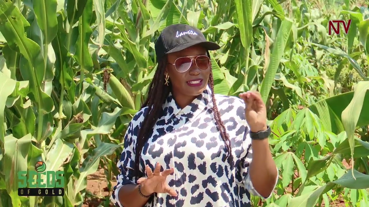 How the right fertilisers can help you maximize yields in your maize garden | SEEDS OF GOLD