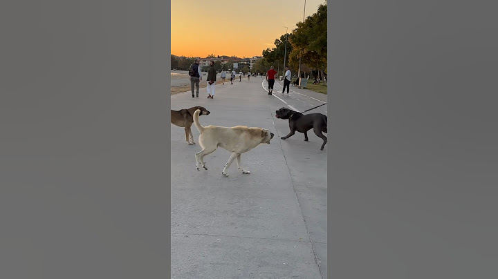 Sokak Köpeği Sürüsü Cane Corso ya Saldırırsa