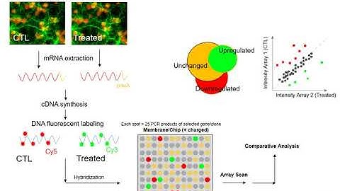 Video 3 Control of Gene Expression Hibridization, Microarrays and RNA seq
