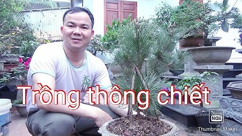 Cắt và trồng cành thông chiết