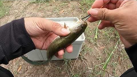 Câu cá lóc đồng tập 59 | máy mắn thu phục hugo khủng ngoài thiên nhiên | #n94fishing 